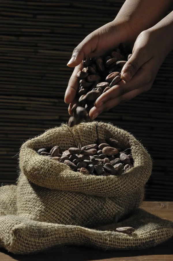 1713714930000_cocoa-beans-499970_1920