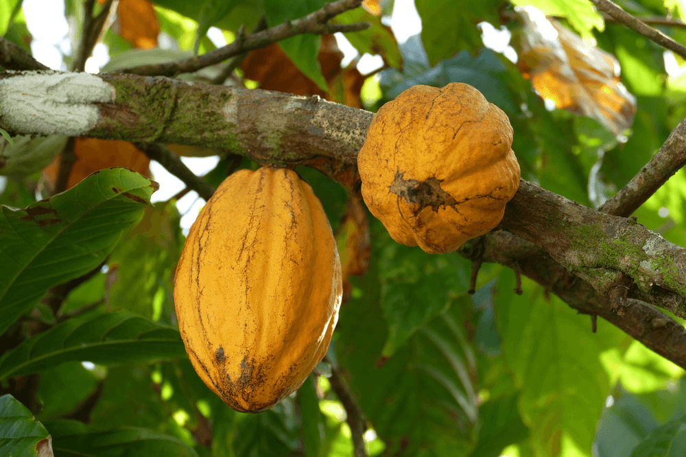 Cameroon Loses Millions to Cocoa