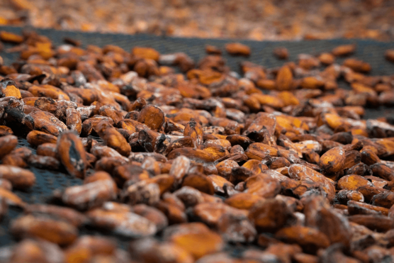 Heavy Rains Threaten Nigeria’s Cocoa