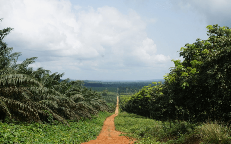 1729268815325_2017-Rubber-and-oil-palm-plantations-Okomu-Nigeria-scaled-823059_1080x675